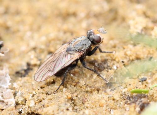 Réf. 248 383 : Myopina myopina